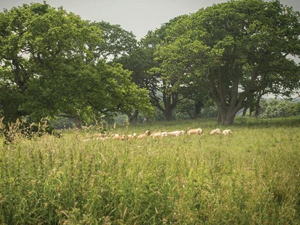 リミントン The Walhampton Arms Bed & Breakfast エクステリア 写真